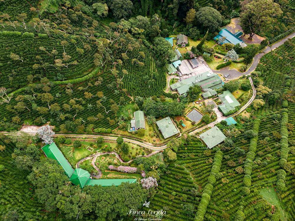 Panama Finca Lerida plantáž